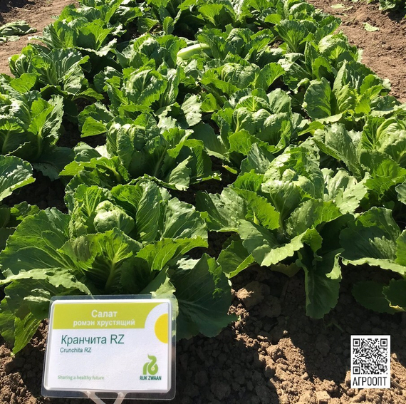 Кранчита семена салата ромэн (Rijk Zwaan / Райк Цваан) в поле – фото 21