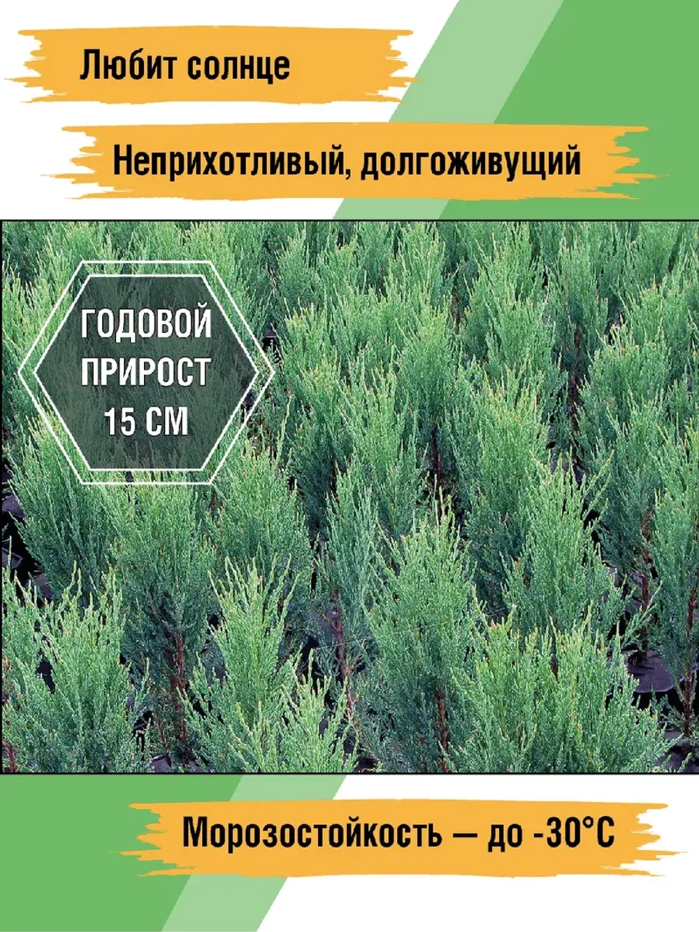 Саженец хвойных Можжевельник Блю эрроу 3 шт