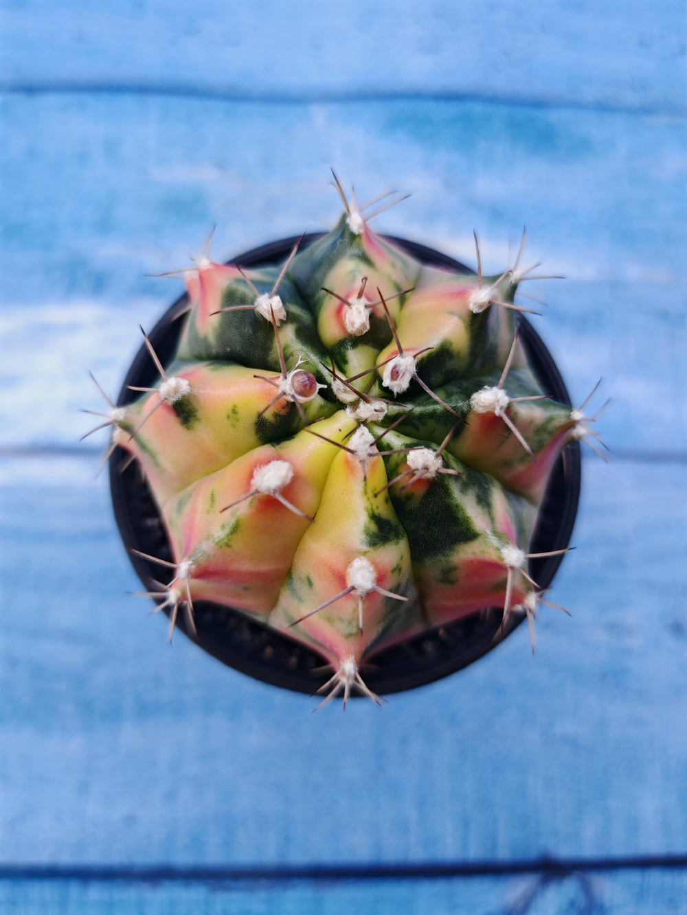 Gymnocalycium Variegata (Гимнокалициум Вариегатный)