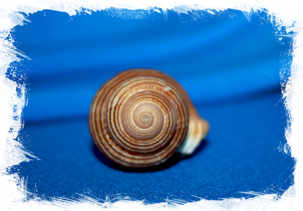 Циматиум суцинкта (Cymatium succincta)