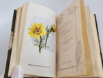 "Наши весенние цветы. Серия 1-3. Наши летние цветы. Серия 1-2". Д.Н.Кайгородов. 1915 г.