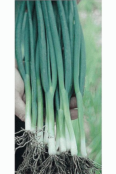 ТОТЕМ семена лука на перо (Sakata | Alexagro)