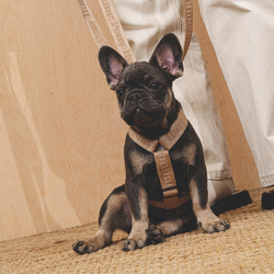 Шлейка «Пони-Компаньони» HuntingPony