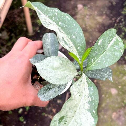 Хойя OCCULTATA SILVER