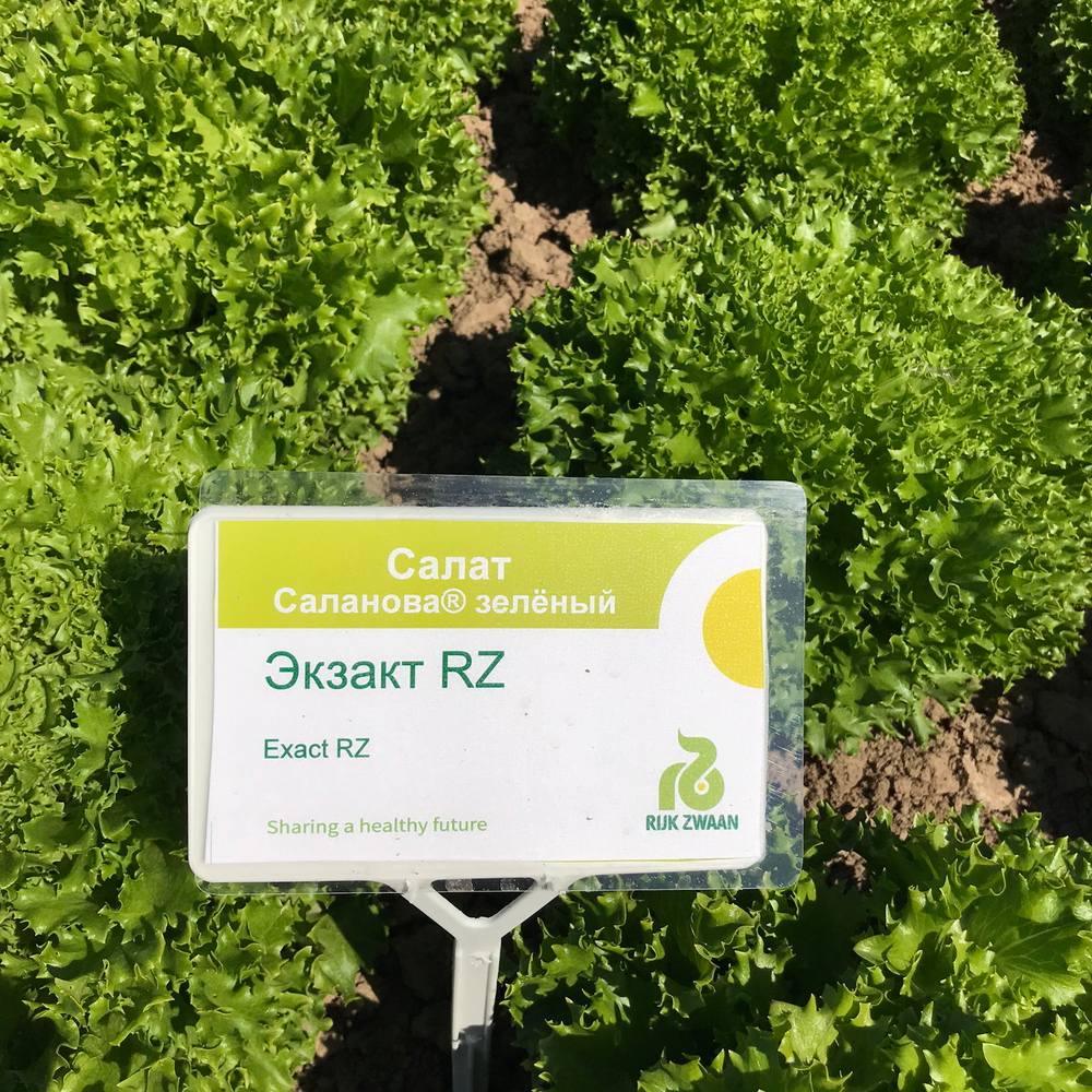 Экзакт семена салата саланова (Rijk Zwaan / Райк Цваан)