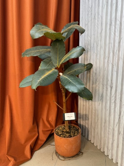 Фикус Вельвет, D18см Н80см, 1шт, Urban Jungle (7143)