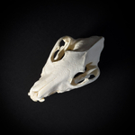 Череп собаки