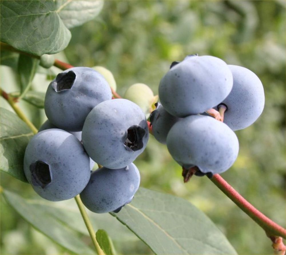 Голубика Сиерра