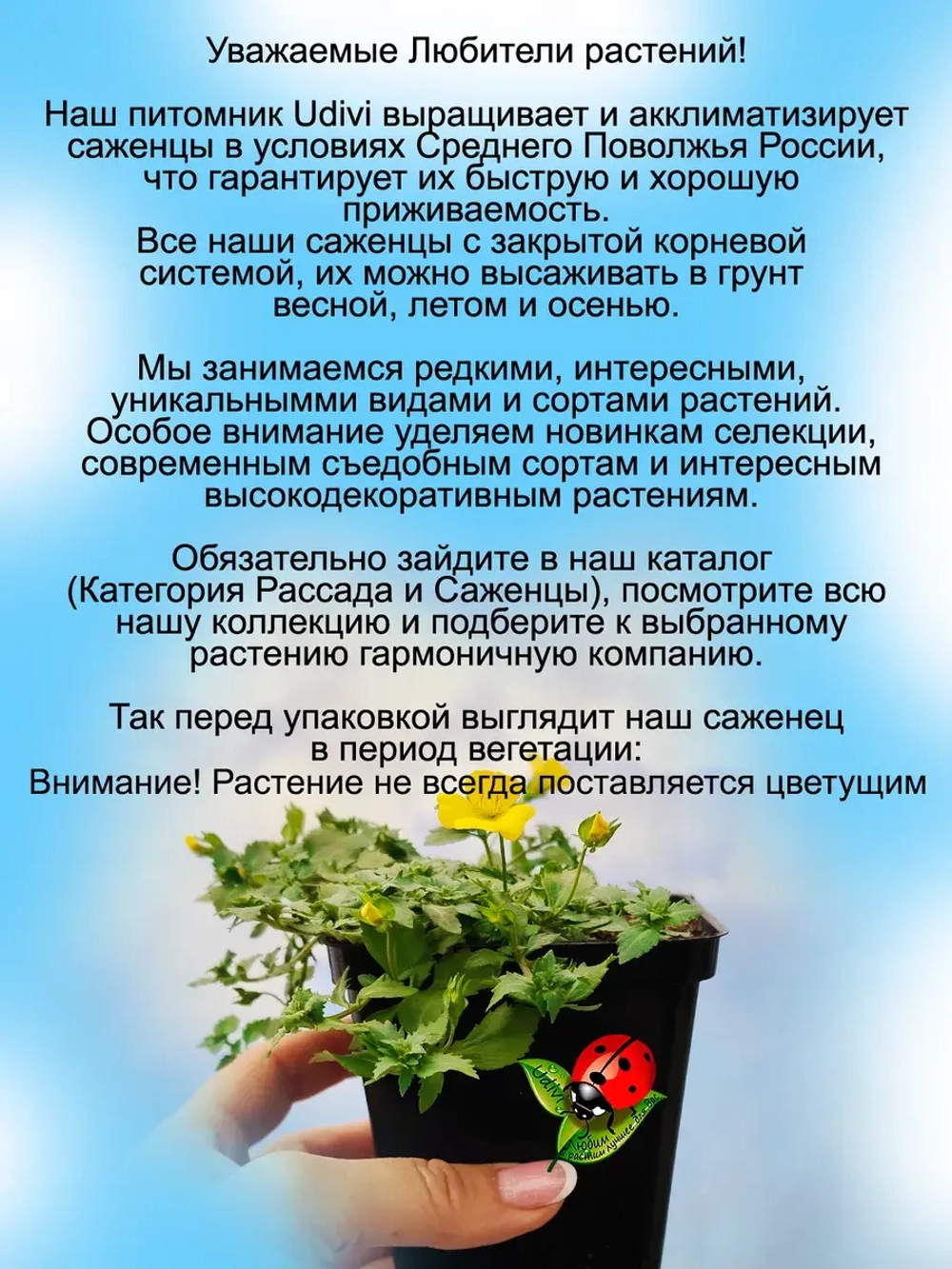Мекардония ампельная почвопокровная