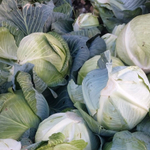 Гальватрон F1 семена капусты белокочанной (Seminis / Семинис)