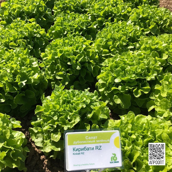 Кирибати семена салата дуболистного (Rijk Zwaan / Райк Цваан) в поле – фото 12