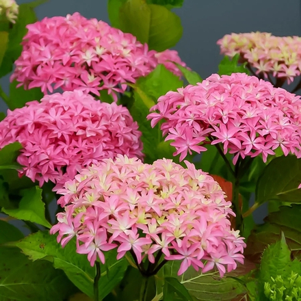 INSPIRE/ИНСПАЙЕР (Стандарт поставки Р9)2025г.