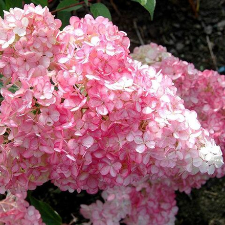 Гортензия метельчатая Строберри Блоссом С2 15-20