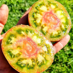 Помидоры Ананасная Зебра - Ananas Zebra Tomato