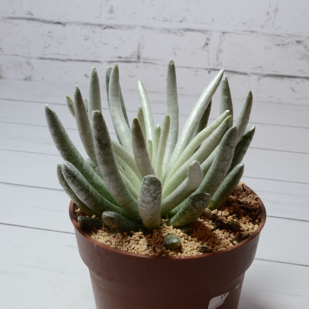 Senecio Scaposus (Крестовник)