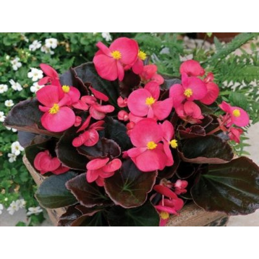 Бегония вечноцветущая