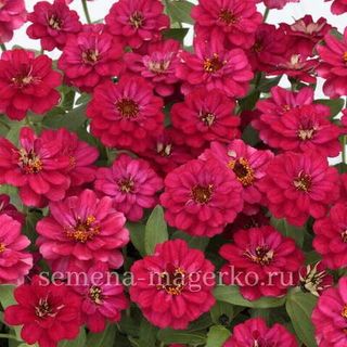 Цинния  гибридная Профьюжн Ред  100 семян