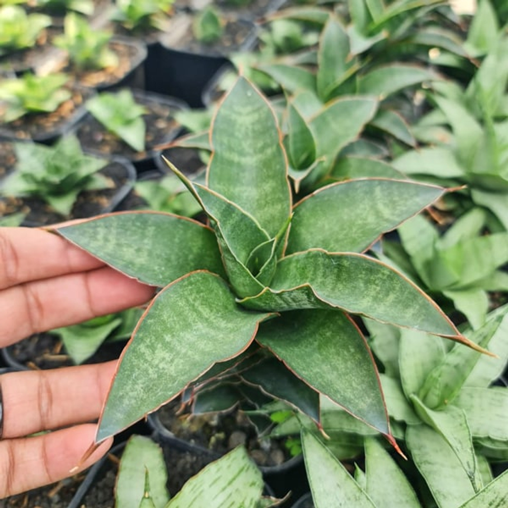 Сансевиерия SRI RAMA