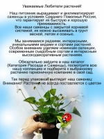 Фиалка мотыльковая Альба сестринская