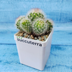 Mammillaria Spinosissima alba (Маммилярия)