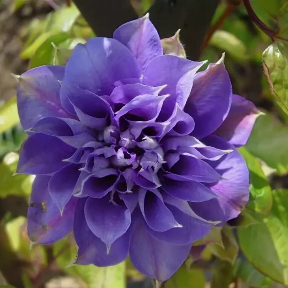Клематис махровый фиолетовый Kири Те Канава в цветении
