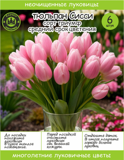 Тюльпан луковичные цветы, Sisi 6 шт, разбор 12+
