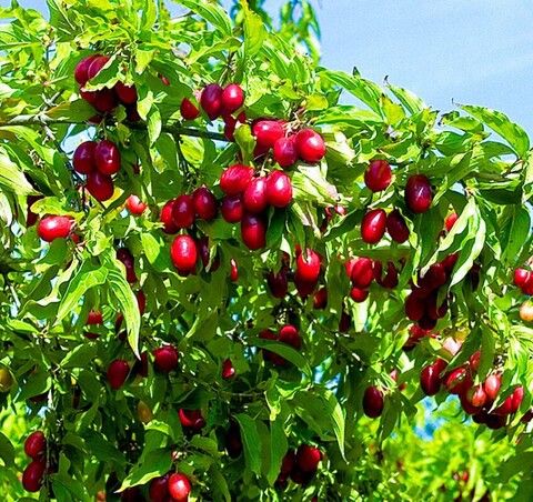 Кизил обыкновенный Джолико