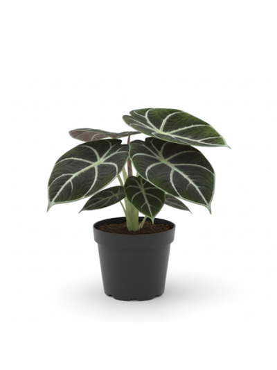 Алоказия Black Swan д.10