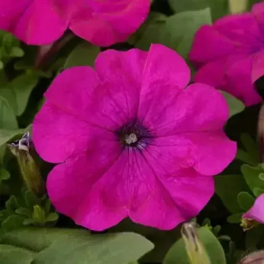 S60204 Петуния кустовая Multiflora LO RIDER® VIOLET 100 шт.