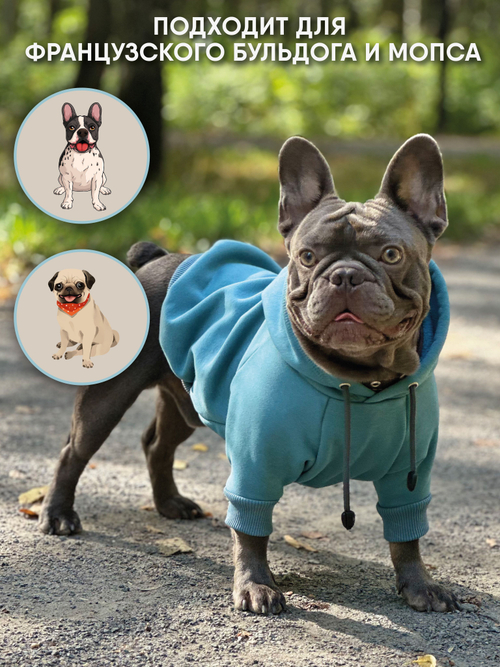 Толстовка для собак пород французского бульдога, мопса, голубой,M