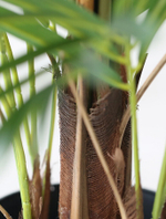 Пальма Арека 158 см.