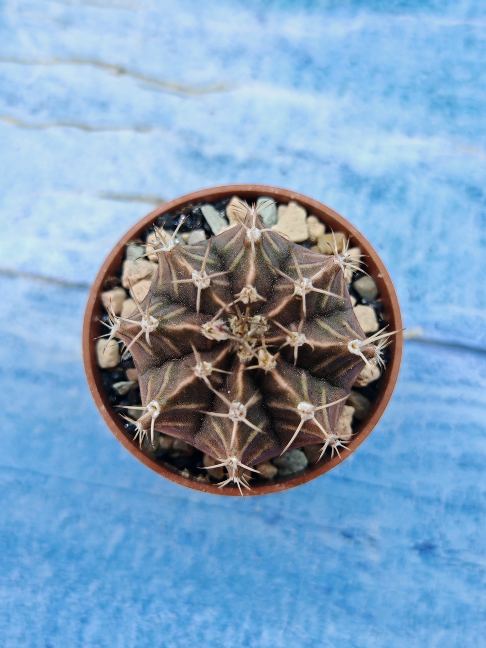 Gymnocalycium Friedrichii (Гимнокалициум)