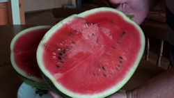 Арбуз Бедуин F1 5шт Мировые Семена VITA GREEN