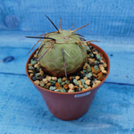Tephrocactus Geometricus (Тефрокактус)