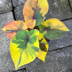 Каладиум KHUN PHRA – THE MONK