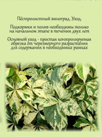 Пестролистный девичий виноград.