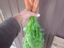 КЮРАСАО F1 семена моркови (Bejo | Alexagro)