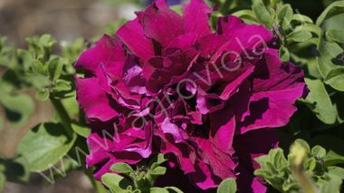 S60167 Петуния кустовая Double Cascade Burgundy 10 шт.