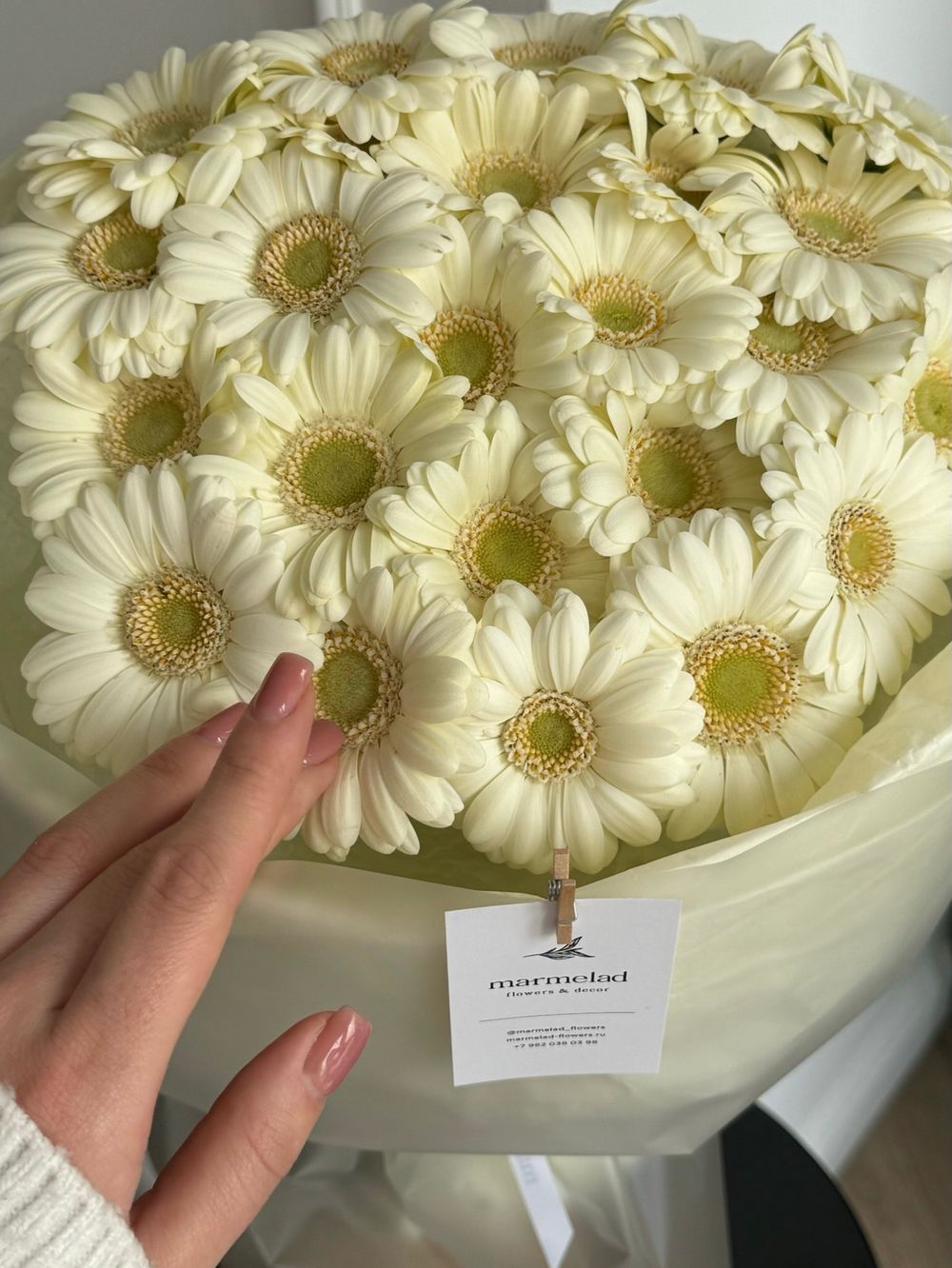 Монобукет из 25 минигербер