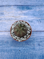 Euphorbia Obesa (Эуфорбия)