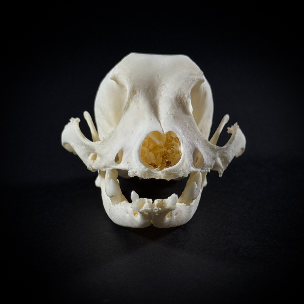 Череп собаки