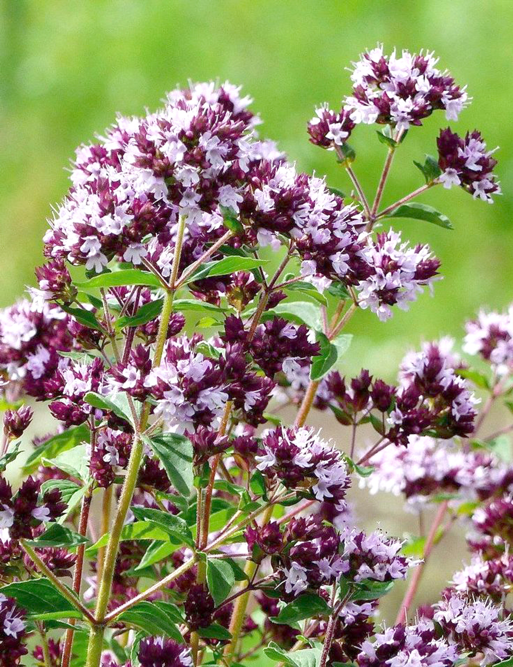 Душица (трава)