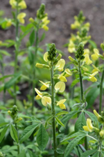 Термопсис люпиновидный. Thermopsis lupinoides.