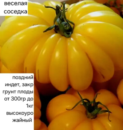 ВЕСЕЛАЯ СОСЕДКА