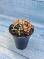 Gymnocalycium Variegata (Гимнокалициум Вариегатный)