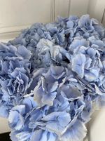 Гортензия в голубом оттенке