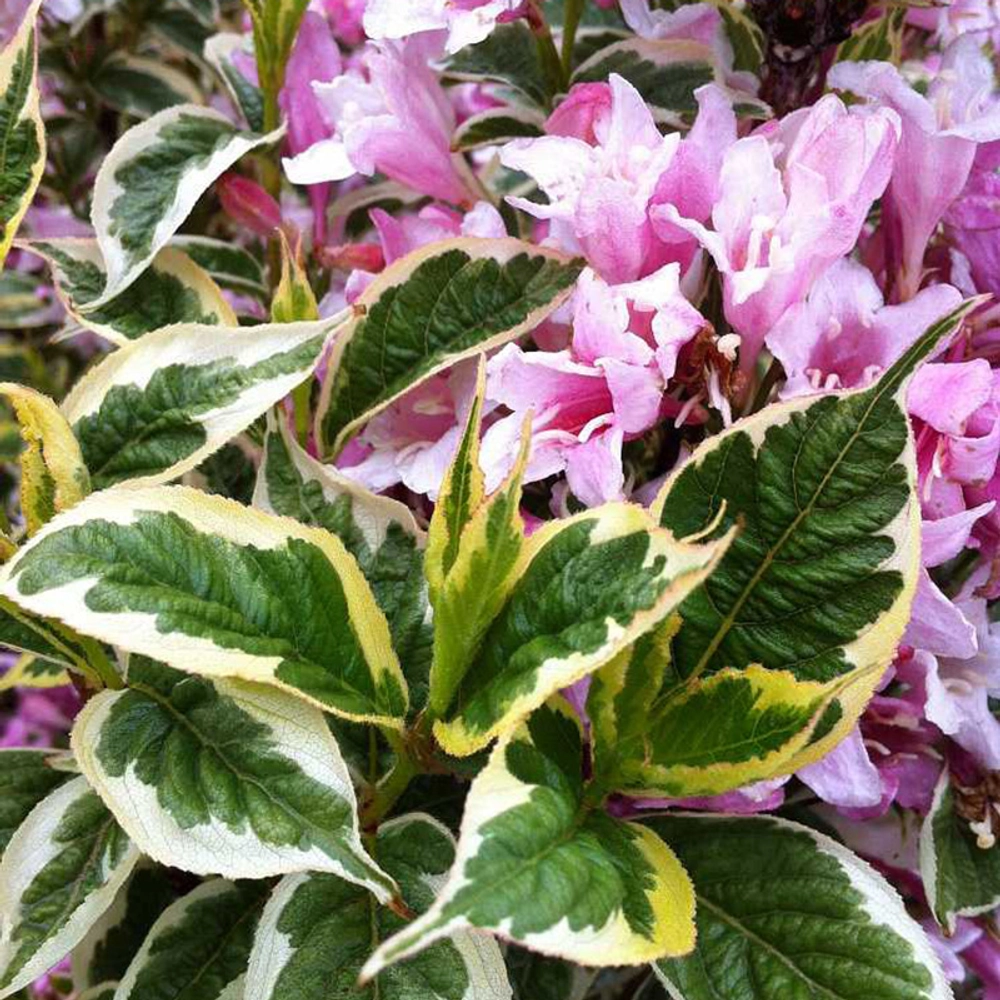 Вейгела "Variegata"