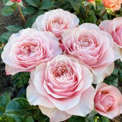 Блумсбери (Bloomsbury)