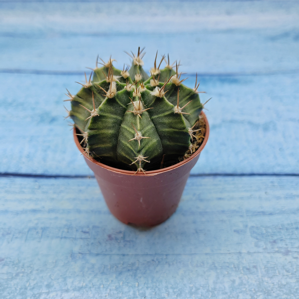 Gymnocalycium Friedrichii (Гимнокалициум)