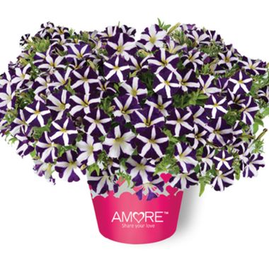 32326 ПЕТУНИЯ AMORE PURPLE